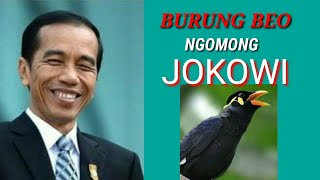 BURUNG BEO NGOMONG PAK JOKOWI