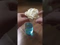 Water Transport in plants💦#youtubeshorts #school #science #experiment
