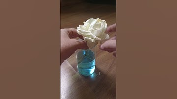 Water Transport in plants💦#youtubeshorts #school #science #experiment