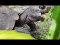 turtle eating taro leaves - tortoise asmr