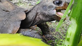 turtle eating taro leaves - tortoise asmr