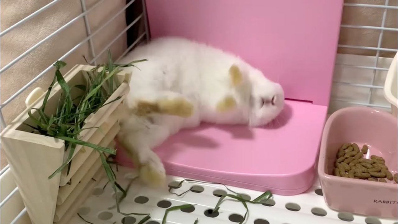 寒さ対策にペットヒーターを置いてみたら早速ゴロンしてくれた子うさぎ 