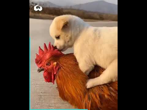 Puppy And Rooster