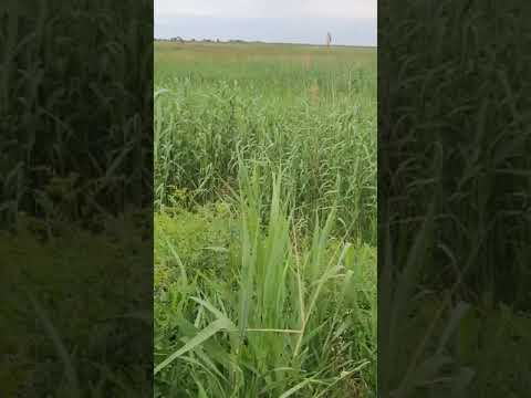 молодой камыш