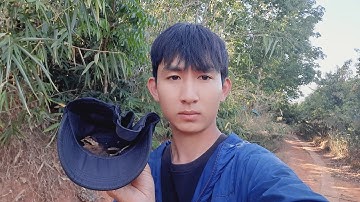 Bắt được 4 con gà rừng con HOANG DÃ đang chạy lon ton ra đường