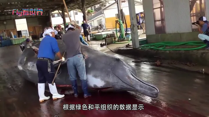 日本人為何冒死也要捕殺鯨魚？並不是為吃肉，而是隱藏著重大陰謀 - 天天要聞