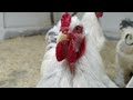 Brahma chickens Ukrainian Skunzia Vasyl