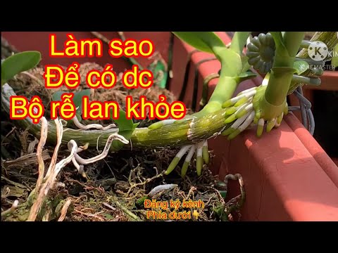 Cách chăm sóc bộ rễ lan khỏe mạnh | Foci