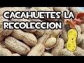 Cultivo de cacahuetes | La Recolección