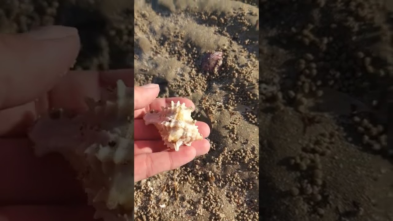 I found the smallest Pink Murex so cute! Love it! 💝 