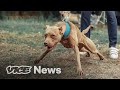 Inside Europe’s Illegal Dog Fighting Rings | Investigators