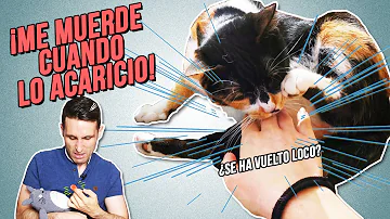 ¿Por qué mi gato quiere que le acaricien y luego muerde?