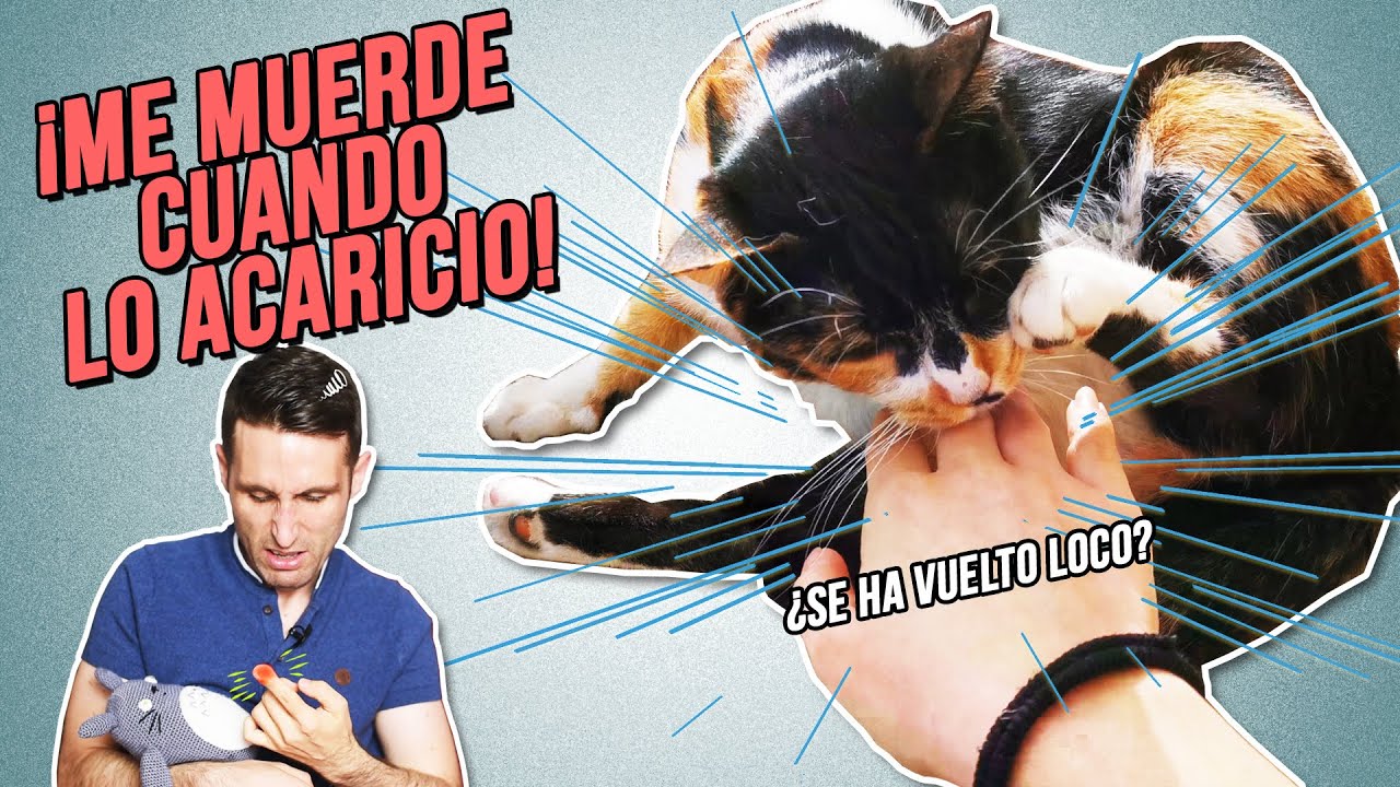 Mi Gato Se Vuelve Loco De Repente