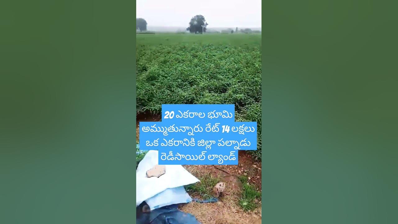 Land For Sale | #realestate #andhra #landforsale #agriculture #farming #shorts #vairalvideo
