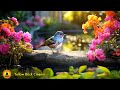 🔴 TENTH ANNIVERSARY REMIX: Relaxing Music for Stress Relief, Gentle Bird and Rain Sounds, Zen Music