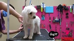 Dog Groomers Dont Do Their Job