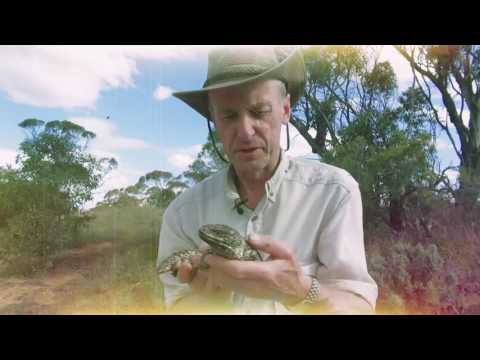 Wildlife Wanderings trailer
