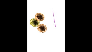 Beautiful Colourful Daisy Type Flowers IPad Pro Procreate Timelapse