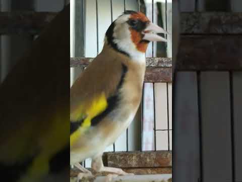 Video: Goldfinch - sangfugl