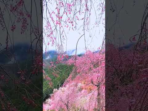 山肌を覆う枝垂れ桜