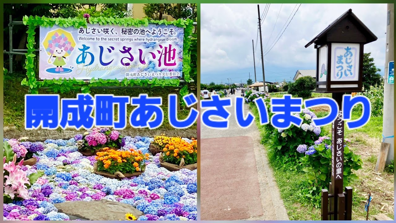 2026開成町あじさいまつり②(2026年6月14日撮影) - YouTube