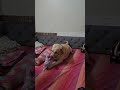 bewakoof #doglife #dogshorts #love #youtube #youtubeindia #youtubeshorts #dogowner