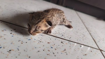 Nana biladi na bacha sathe no volgy🥰