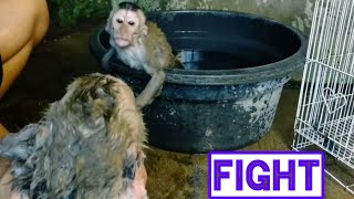 Begini Cara Membiasakan Monyet Remaja Mandi Agar Tidak Takut Air