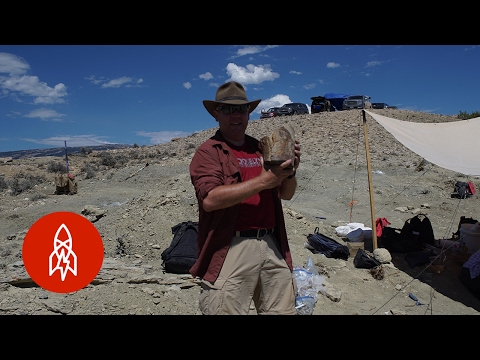 Video: Hvilke værktøjer bruger palæontologer?