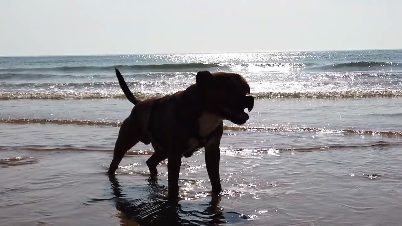 Biville super sunnic