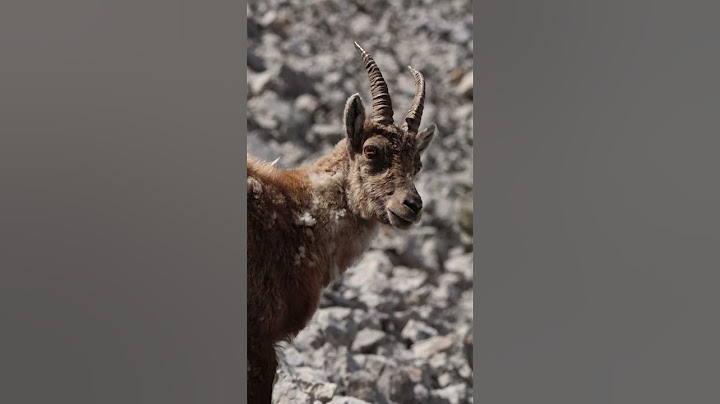 Montée dure, mais voilà ce que j’ai filmé là-haut.Ça en valait le coup?#WildlifePhotography#Wildlife
