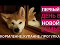 Акита Ину.  Первый день в новой семье.  Кормление, купание, прогулка.