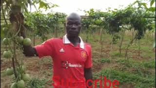okulima obutunda: sirikavamu gwe mulimu passion fruit growing part one 1 #passion 'subscribe' share