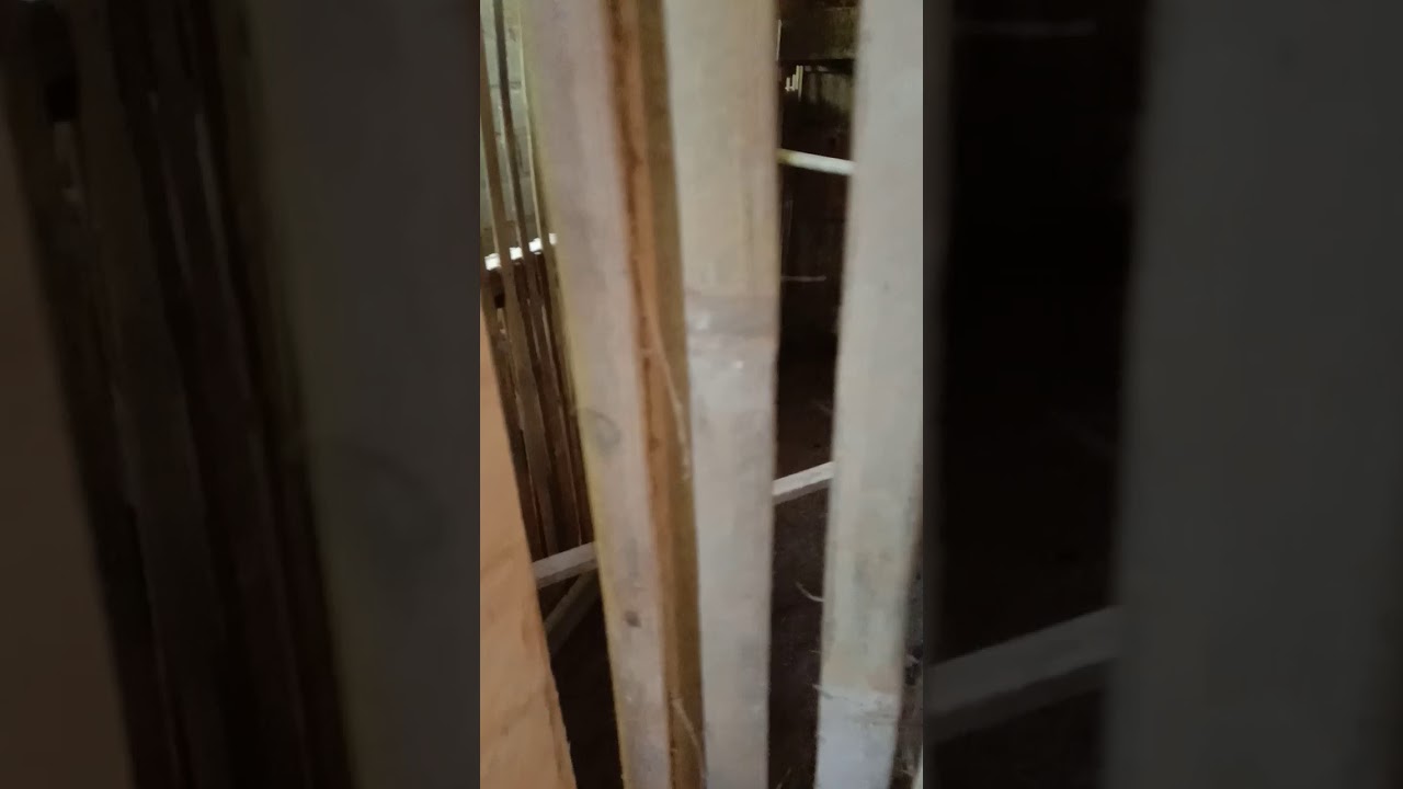 Belajar ternak ayam modern. 