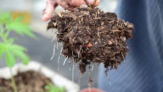 Root Comparison