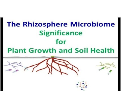 राइजोस्फीयर माइक्रोबायोम: पौधों की वृद्धि और मृदा स्वास्थ्य के लिए महत्व