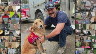 'Kerith loves firefighters': Golden Retriever is the comfort first responders need