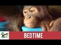 Bedtime  bos foundation