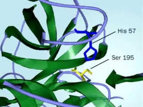 Chymotrypsin Chymptrypsin ની ક્રિયા કરવાની પદ્ધતિ સંપૂર્ણપણે વ્યાખ્યાયિત