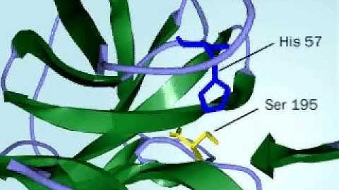 Chymotrypsin  Mechanism of action of Chymptrypsin fully defined
