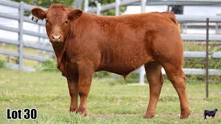 Lot 30 Shakriba Victor