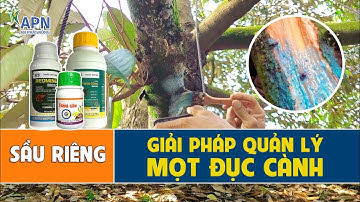 APN - GIẢI PHÁP QUẢN LÝ HIỆU QUẢ MỌT ĐỤC CÀNH SẦU RIÊNG  #anphatnong #cayantrai #saurieng