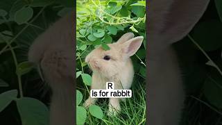 🐇 R is for Rabbit | ABC Animals for Kids | Learning Fun #shorts #alphabetanimals #preschoolfun