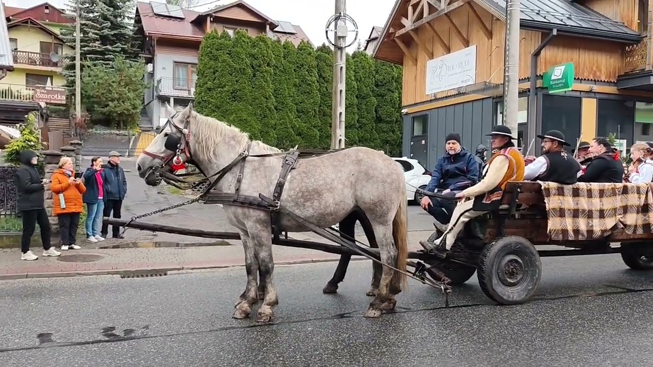 Przepiękne! REDYK 2025 Szczawnica. Stado owiec wraca z hal. Polska! (więcej niebawem)