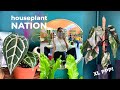 Rare Plant Shopping at Houseplant Nation | Monstera Albo, Variegated Cebu Blue | Jolene Foliage