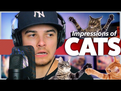 impressions-of-cats-|-mikey-bolts