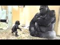 パパに興味津々で、自分の存在をアピールしまくる赤ちゃんゴリラ⭐️Gorilla【京都市動物園】Baby Gorilla is very interested in his father .