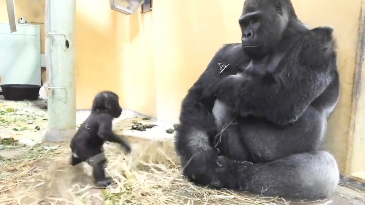 Gorilla A Baby Gorilla Kintaro Is Curious About His Father And Plays Near Him Momotaro Family Youtube