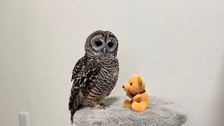 Owl playing with his favorite bear