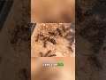 Intriguing Discoveries Near the Ant Colony Entrance #shorts